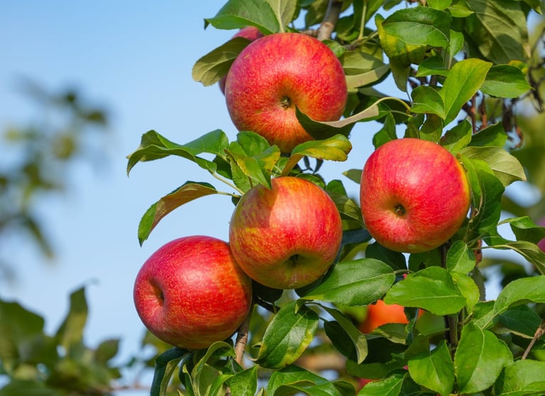 ripe red apple on the branch in orchard
