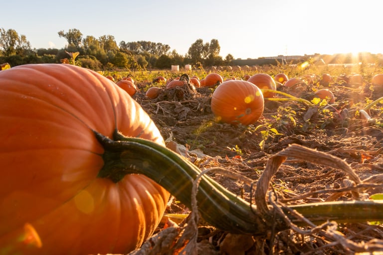 Organic pumpkin field in sunset with many squash and halloween pumpkins for Thanksgiving or October autumn decoration in warm sunset glow